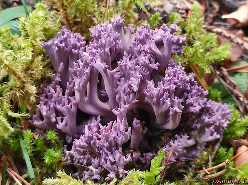 Coral Fungi
