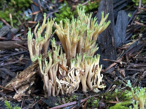 Coral Fungi