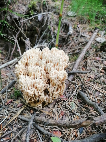 Coral Fungi