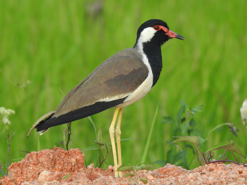 Red-wattled Lapwing