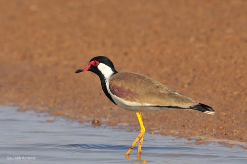 Red-wattled Lapwing