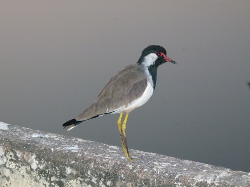 Red-wattled Lapwing