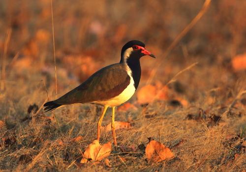 Red-wattled Lapwing