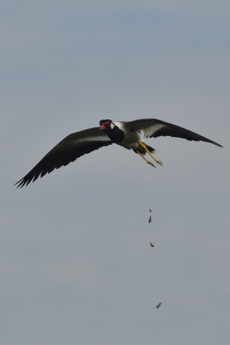 Red-wattled Lapwing