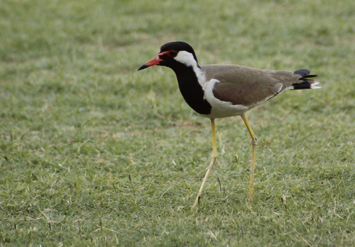 Red-wattled Lapwing