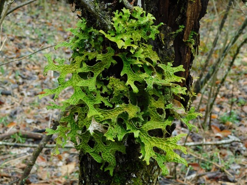 Tree Lungwort