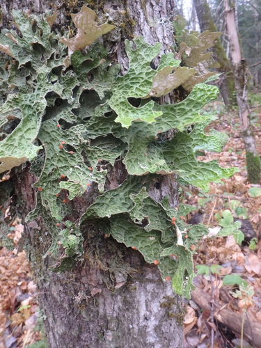 Tree Lungwort