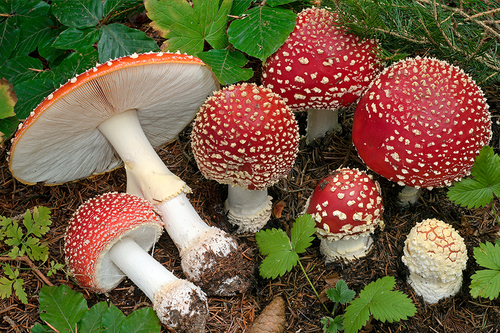 Fly Agaric