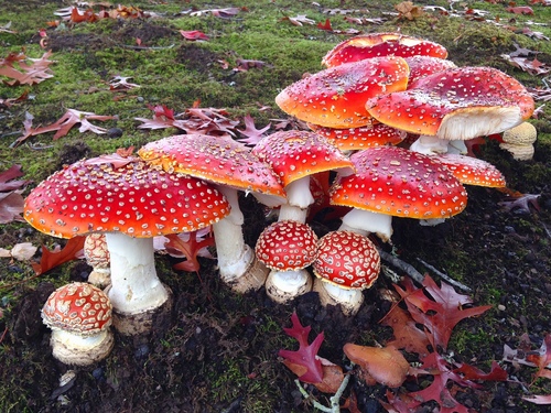 Fly Agaric