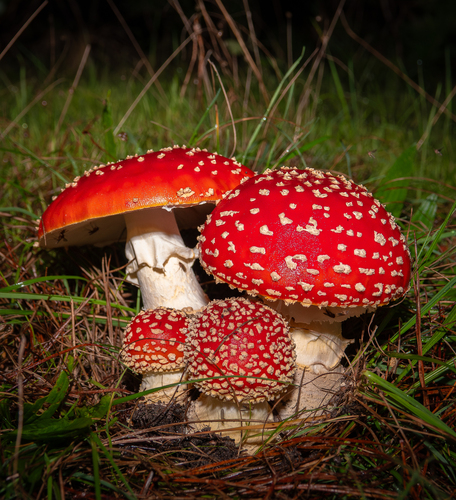 Fly Agaric