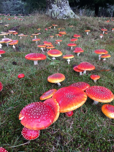 Fly Agaric