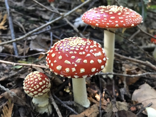 Fly Agaric