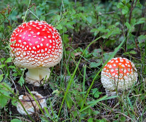 Fly Agaric