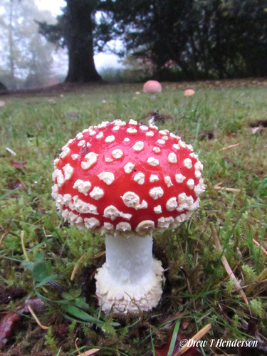 Fly Agaric