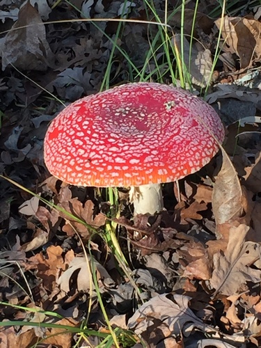 Fly Agaric