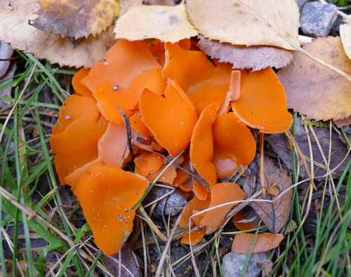 orange peel fungus