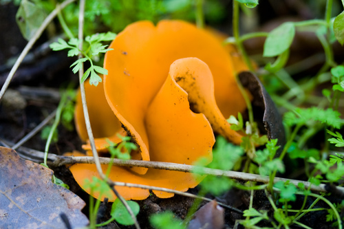 orange peel fungus