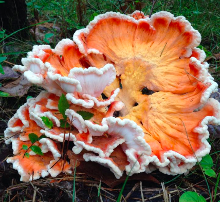 White-pored Chicken of the Woods