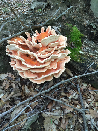 White-pored Chicken of the Woods