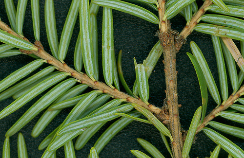 eastern hemlock