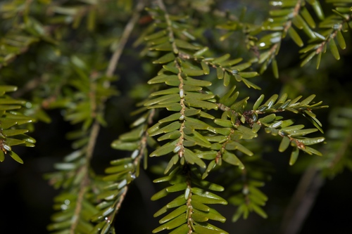 eastern hemlock