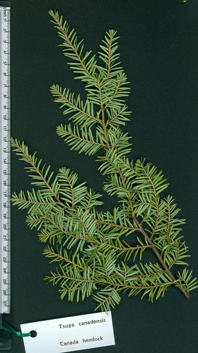 eastern hemlock