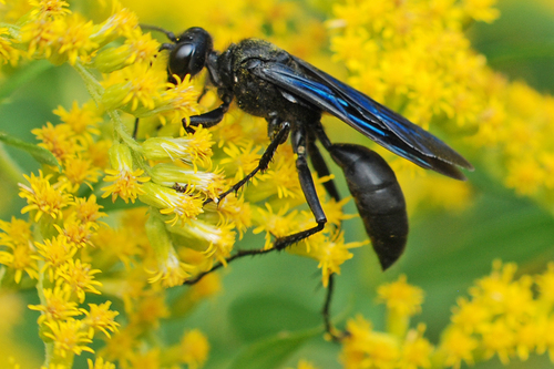 Great Black Digger Wasp