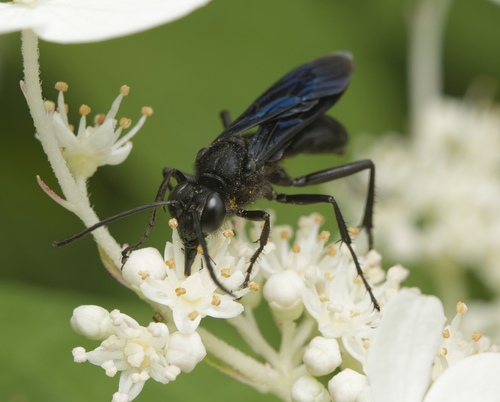 Great Black Digger Wasp