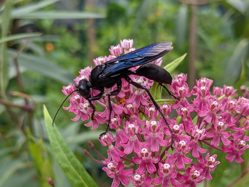Great Black Digger Wasp