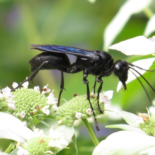 Great Black Digger Wasp