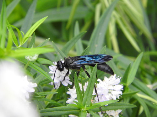 Great Black Digger Wasp