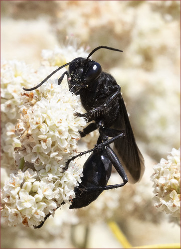Great Black Digger Wasp