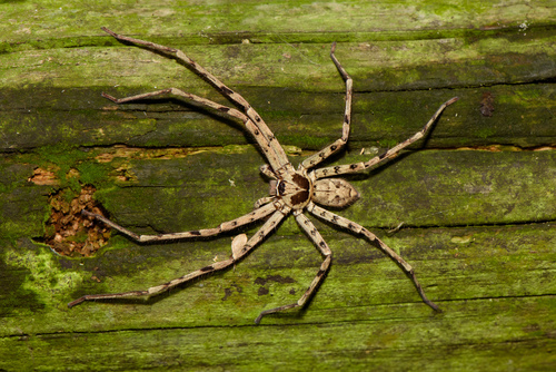 Pantropical Huntsman Spider