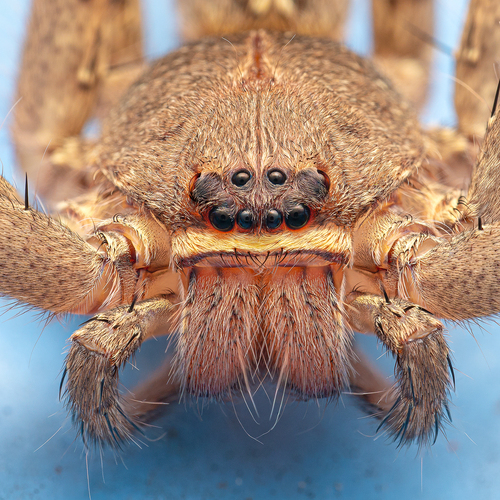 Pantropical Huntsman Spider