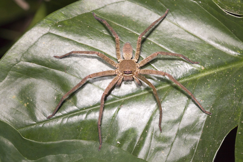 Pantropical Huntsman Spider