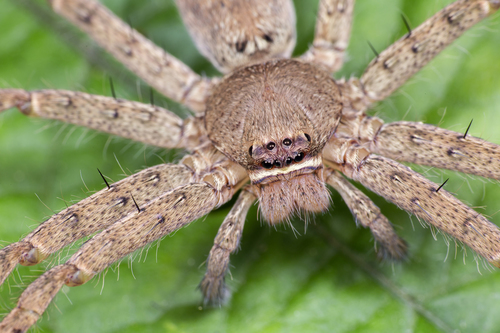 Pantropical Huntsman Spider