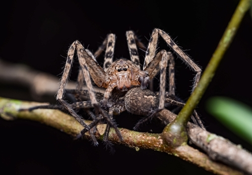 Pantropical Huntsman Spider