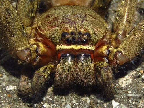 Pantropical Huntsman Spider