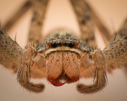 Pantropical Huntsman Spider