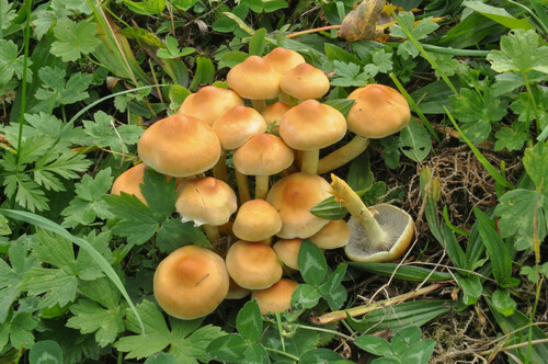 Sulphur Tuft