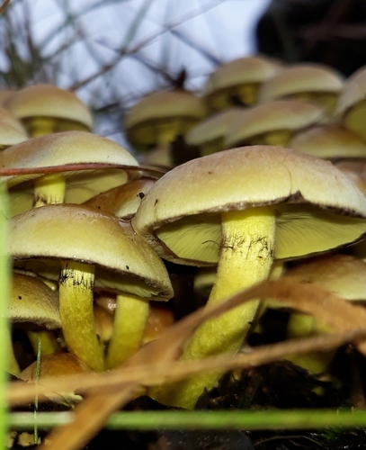 Sulphur Tuft