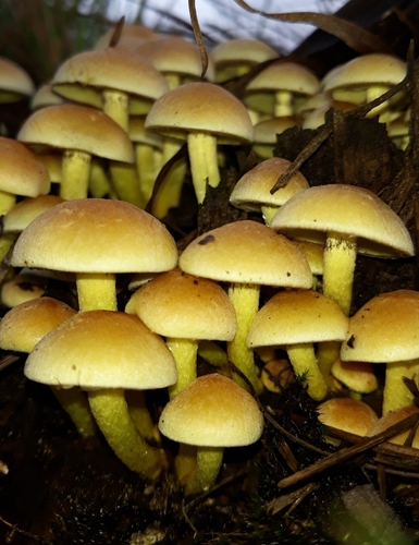 Sulphur Tuft