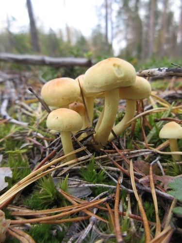 Sulphur Tuft