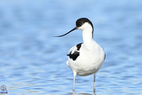 Pied Avocet