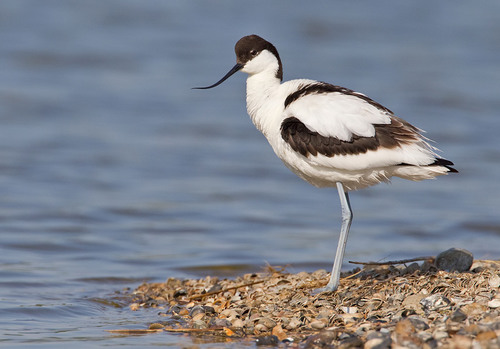 Pied Avocet