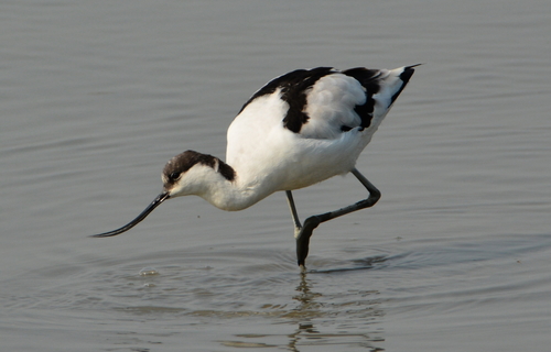 Pied Avocet
