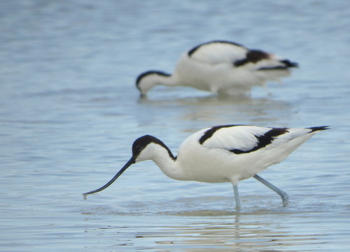 Pied Avocet