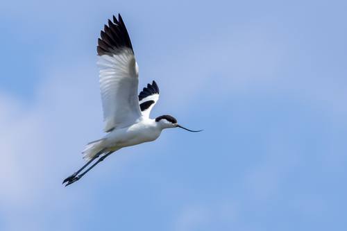 Pied Avocet