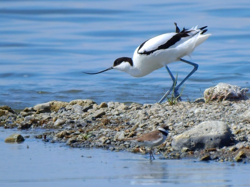 Pied Avocet