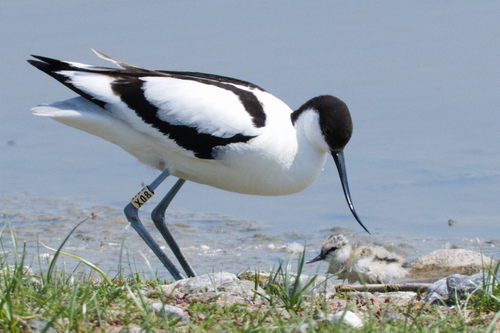 Pied Avocet